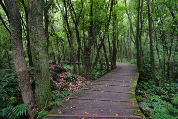 a wonderful boardwalk in the summer forest