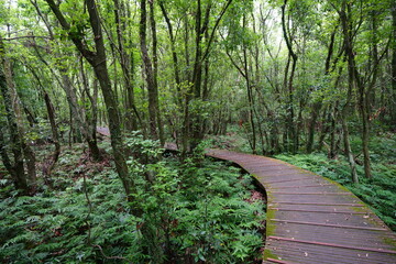 Obraz premium a wonderful boardwalk in the summer forest
