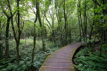 Obraz premium a wonderful boardwalk in the summer forest