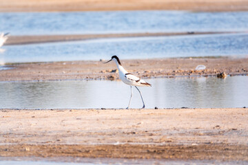 The pied avocet, Recurvirostra avosetta, is a large black and white wader with long, upturned beak