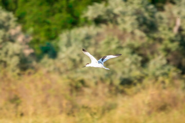 Water bird pied avocet, lat. Recurvirostra avosetta, flies over the lake. The pied avocet is a...