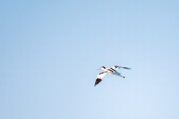 Fototapeta na wymiar Water bird pied avocet, lat. Recurvirostra avosetta, flies over the lake. The pied avocet is a large black and white wader with long, upturned beak