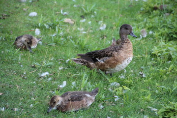 duck and ducklings