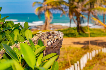 lizard on the beach