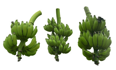 A variety of  bunch of green bananas isolated on a white background. © MohamadFaizal