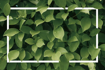 Creative layout made of leaves with a white frame. 