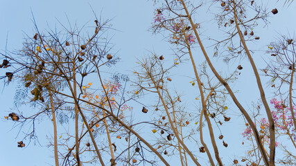 Flores árbol otoño primavera