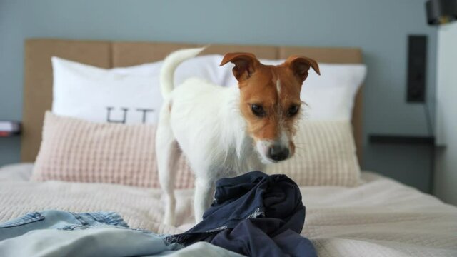 Dog in the bedroom plays with owner clothes, chewing and damage t-shirt