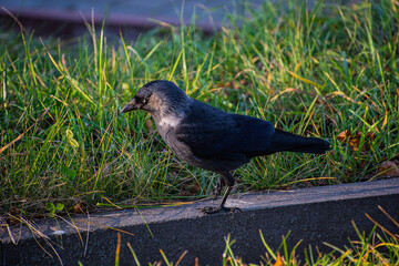 European Jackdaw in the city in park in autumn at sunset