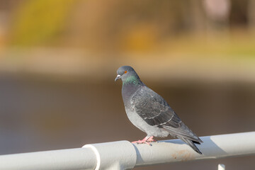 portrait of a pigeon