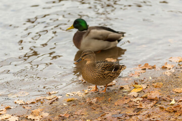 portrait of two ducks