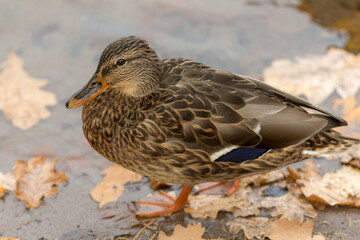 portrait of a duck