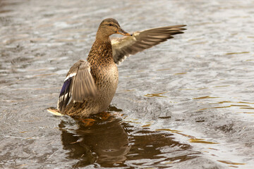 Fototapeta premium duck in the water