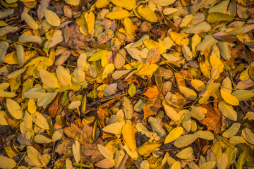 yellow leaves background