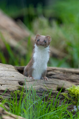 Weasel, Mustela nivalis,