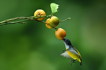 bird is sucking citrus fruit
