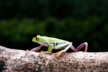 red eyed tree frog