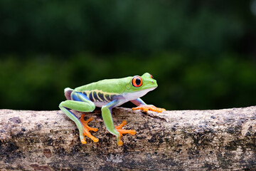red eyed tree frog