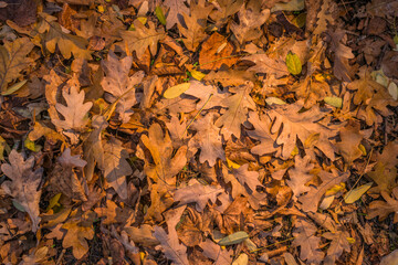 autumn leaves background