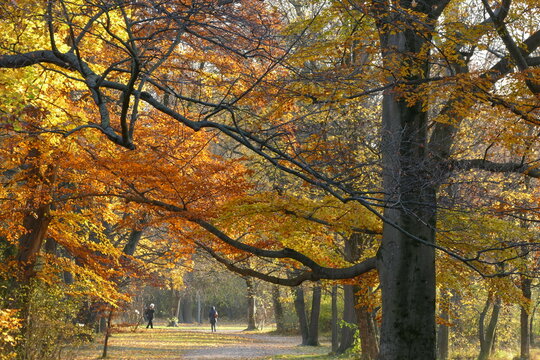 Season change, autumn,  autumnal colors, autumn trees, park, english garden, Munich. 