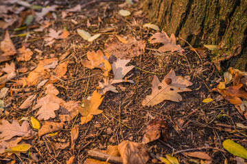 autumn leaves on the ground