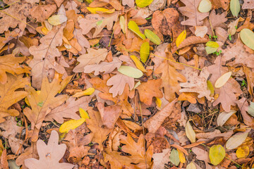 autumn leaves background
