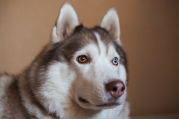 White brown siberian husky