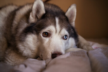 White brown siberian husky