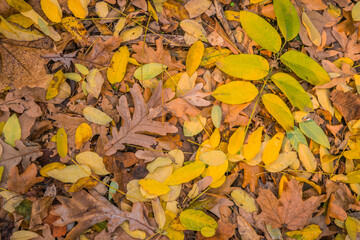 autumn leaves in the forest