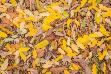 autumn leaves background