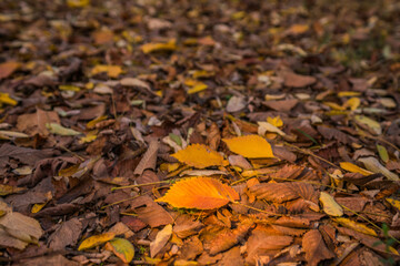 autumn leaves on the ground
