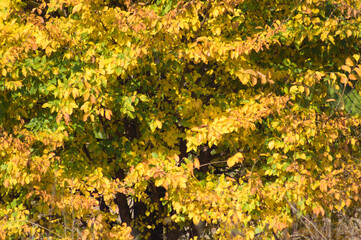 Autumnal golden american elm leaves closeup view with selective focus on foreground