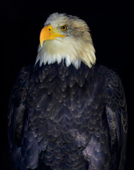 Bald eagle portrait isolated on a black background, Canada