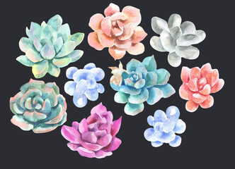 sukkulent flower set