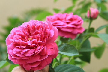 Dark Pink Rose, Satur, Tamil Nadu, India