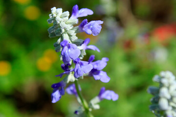 Common sage purple flowwers, Salvia officinalis, Ramoji film city, Hyderabad, Telangana, India
