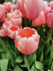 Lots of soft pink tulips outside and dark pink inside on the flower bed side view. The festival of tulips on Elagin Island in St. Petersburg.