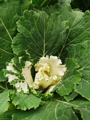 Ornamental cabbage (Latin Brassica oleracea var. acephala) with green leaves with white veins and a white middle.