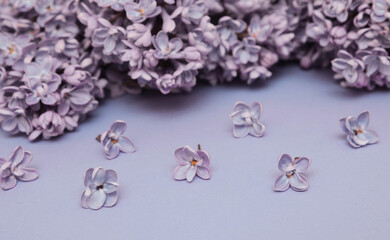 blossoming spring pattern with violet lilac 
