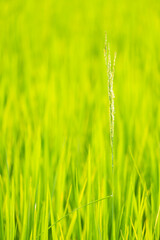 Rice is growth in the rice paddies.