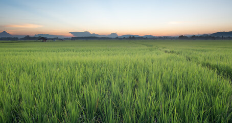 Rice is growth in the rice paddies.Bright green grass.The seedlings of rice are light green.field and sunset.