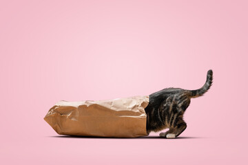 Fototapeta Curious cat crawling into a bag obraz