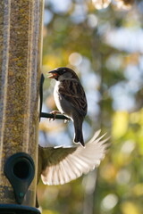sparrow on the birdfeeder