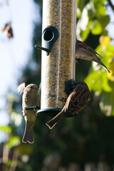 Naklejka premium bird on feeder