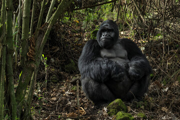 Mountain gorilla - Gorilla beringei, endangered popular large ape from African montane forests, Mgahinga Gorilla National park, Uganda. © David