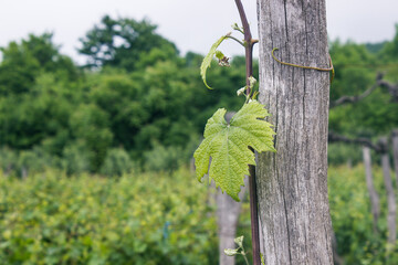 vineyard in mountains