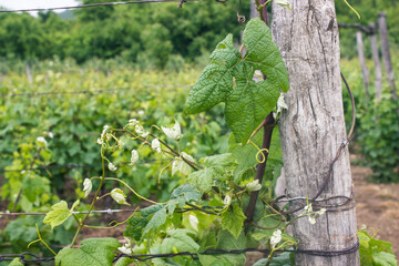 vineyard in mountains