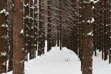 Fototapeta premium Dark trunks of pine trees in the forest on a winter day in white snow