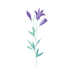 Fototapeta na wymiar Beautiful bellflower flower, trendy color floral design element vector illustration