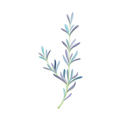 Fototapeta na wymiar Juniper twig, trendy color floral design element vector illustration